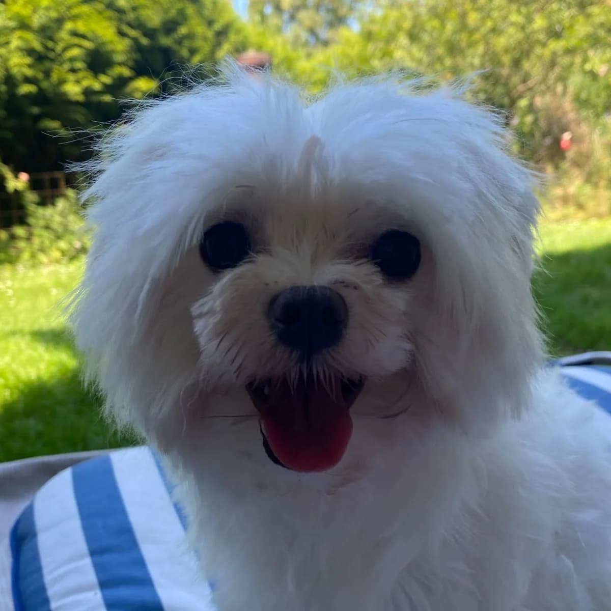 Penny, female 4yo Maltese for adoption at SALVA Hundehilfe e.V.