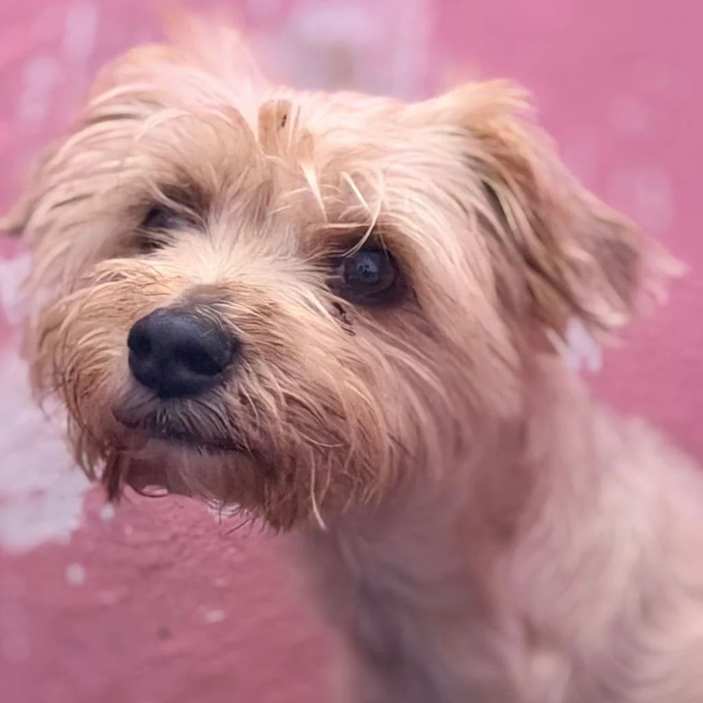 Dorita, female 3yo Yorkshire Terrier for adoption at SALVA Hundehilfe e.V.