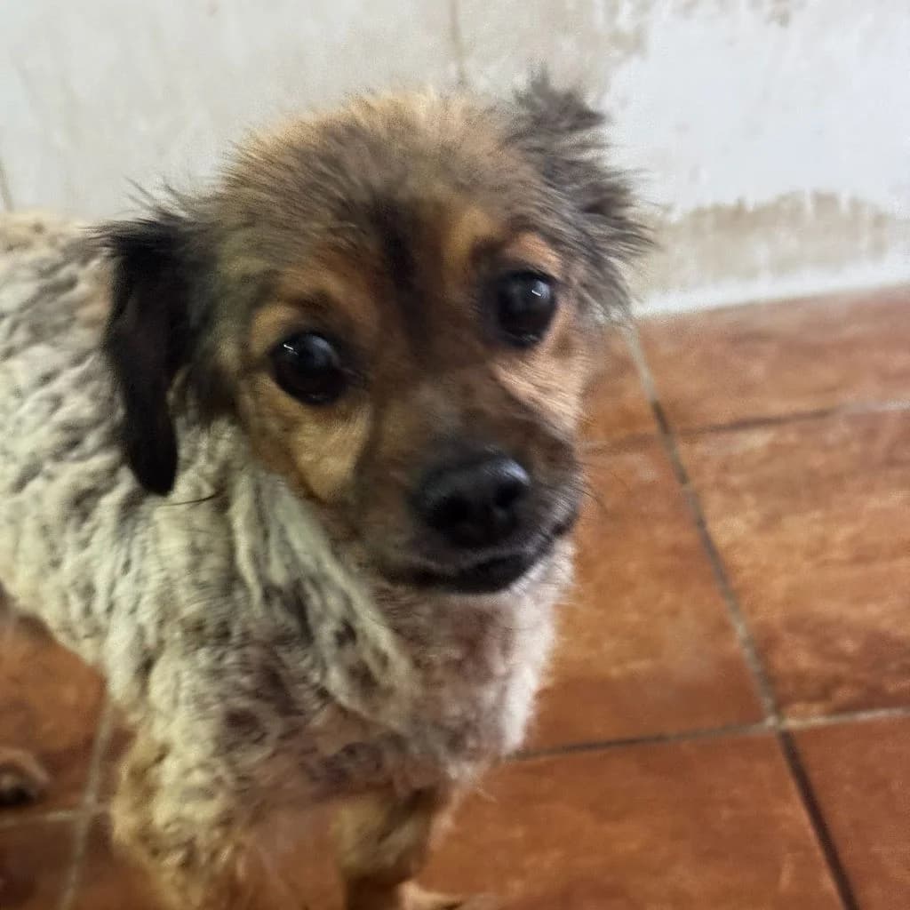 Dorito, male 6yo Mixed Breed for adoption at SALVA Hundehilfe e.V.
