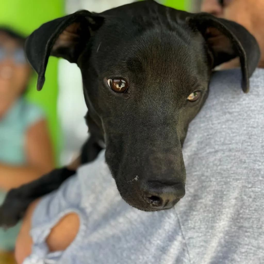 Blacky, male young Mixed Breed for adoption at SALVA Hundehilfe e.V.