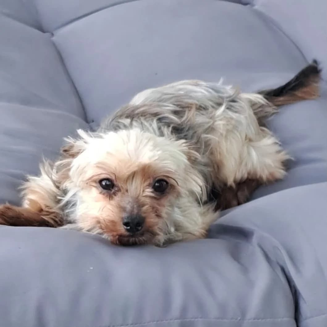 Bakkarat, male senior Yorkshire Terrier for adoption at SALVA Hundehilfe e.V.