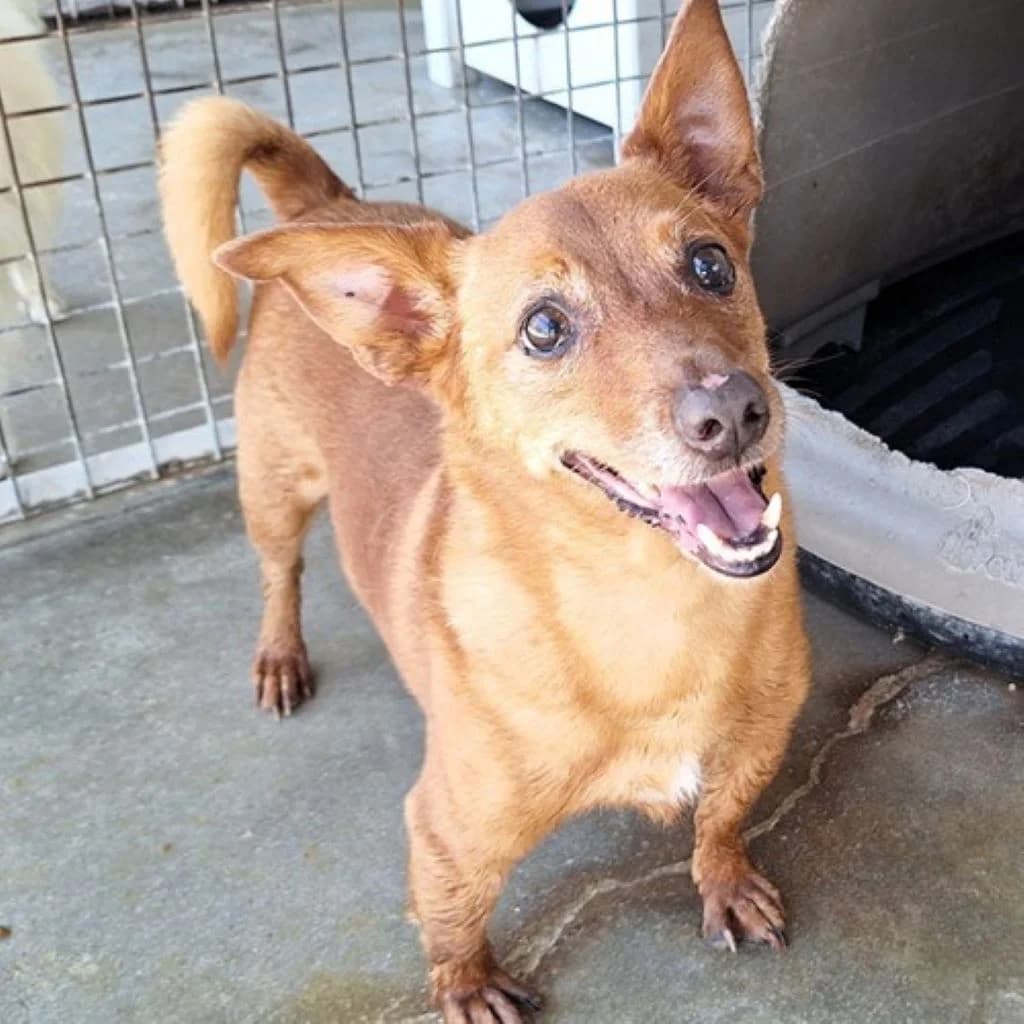 Thor, male senior Mixed Breed for adoption at SALVA Hundehilfe e.V.