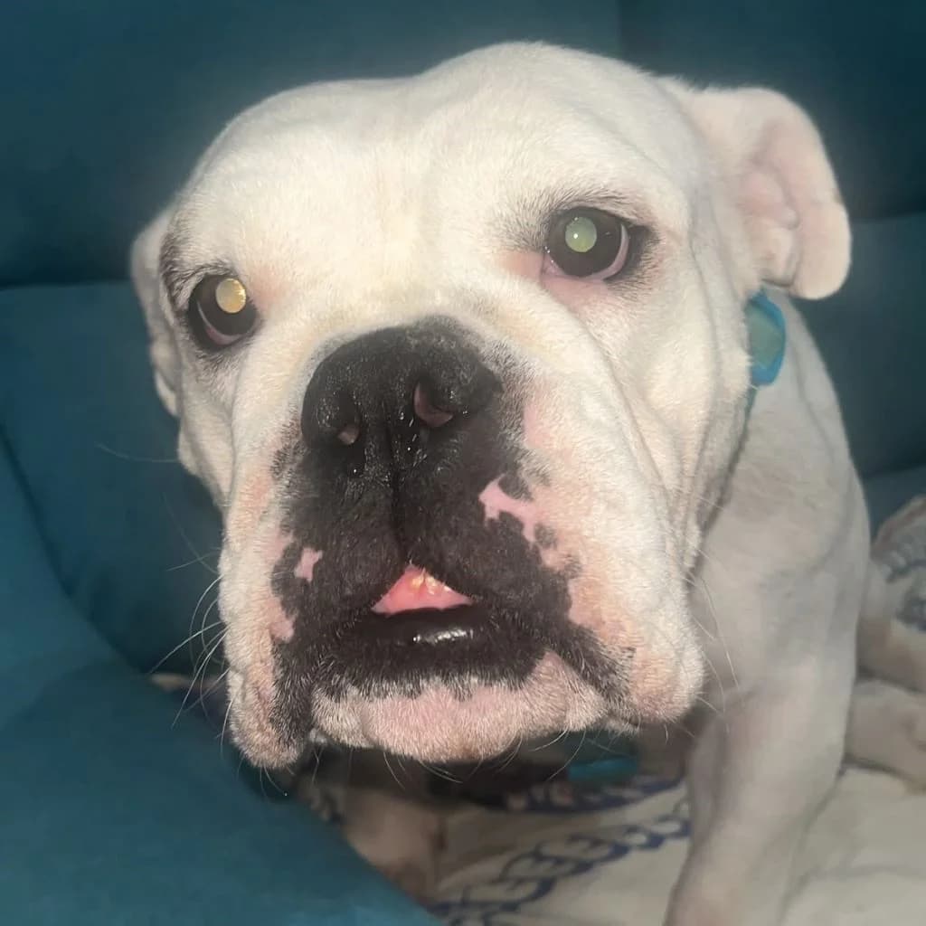 Channel, female 3yo English Bulldog for adoption at SALVA Hundehilfe e.V.