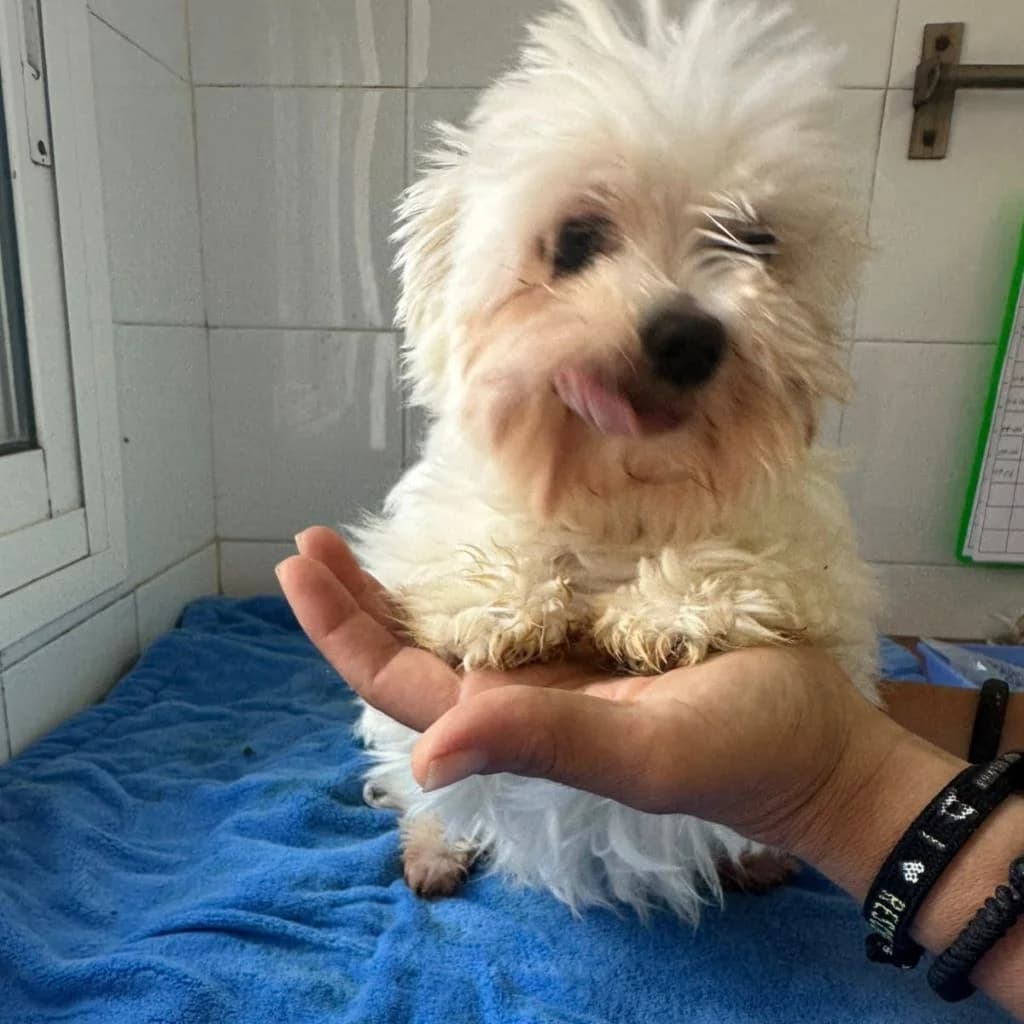 Zara, female 4yo Maltese for adoption at SALVA Hundehilfe e.V.
