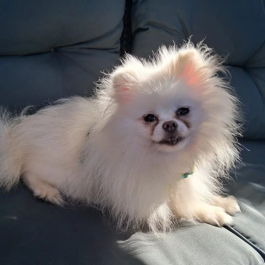 Zoe, female 6yo Pomeranian for adoption at SALVA Hundehilfe e.V.