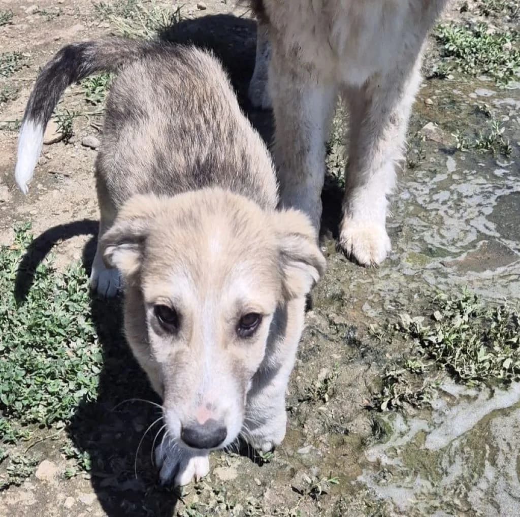 Nico, male puppy Mixed Breed for adoption at SALVA Hundehilfe e.V.