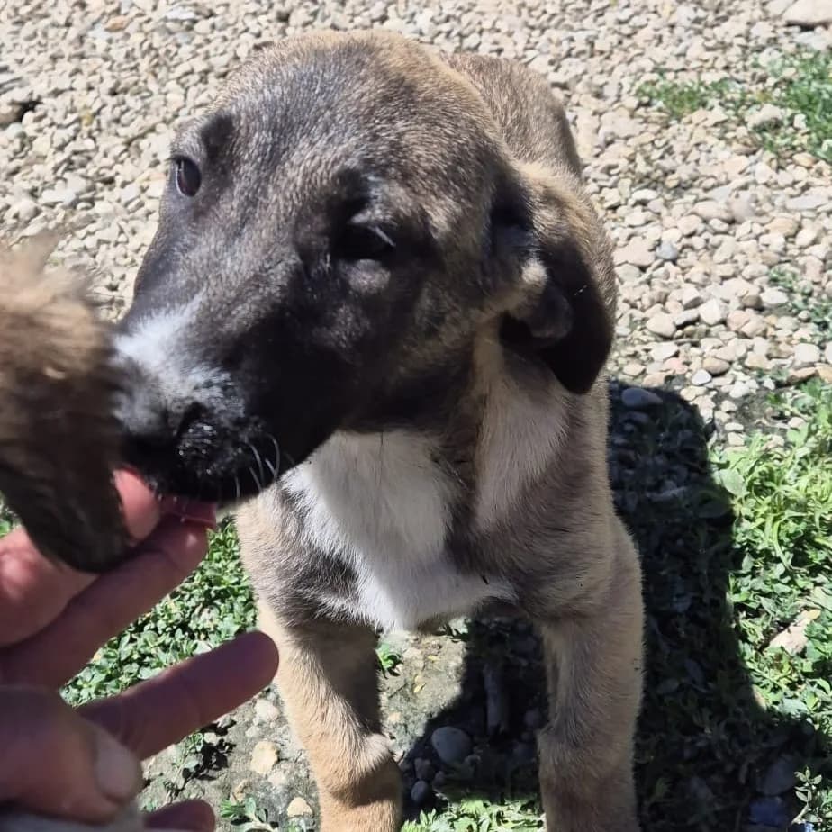 Greta, female puppy Mixed Breed for adoption at SALVA Hundehilfe e.V.