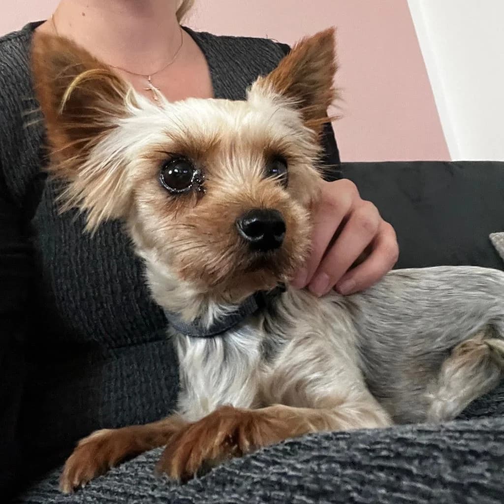Coral, female 3yo Yorkshire Terrier for adoption at SALVA Hundehilfe e.V.