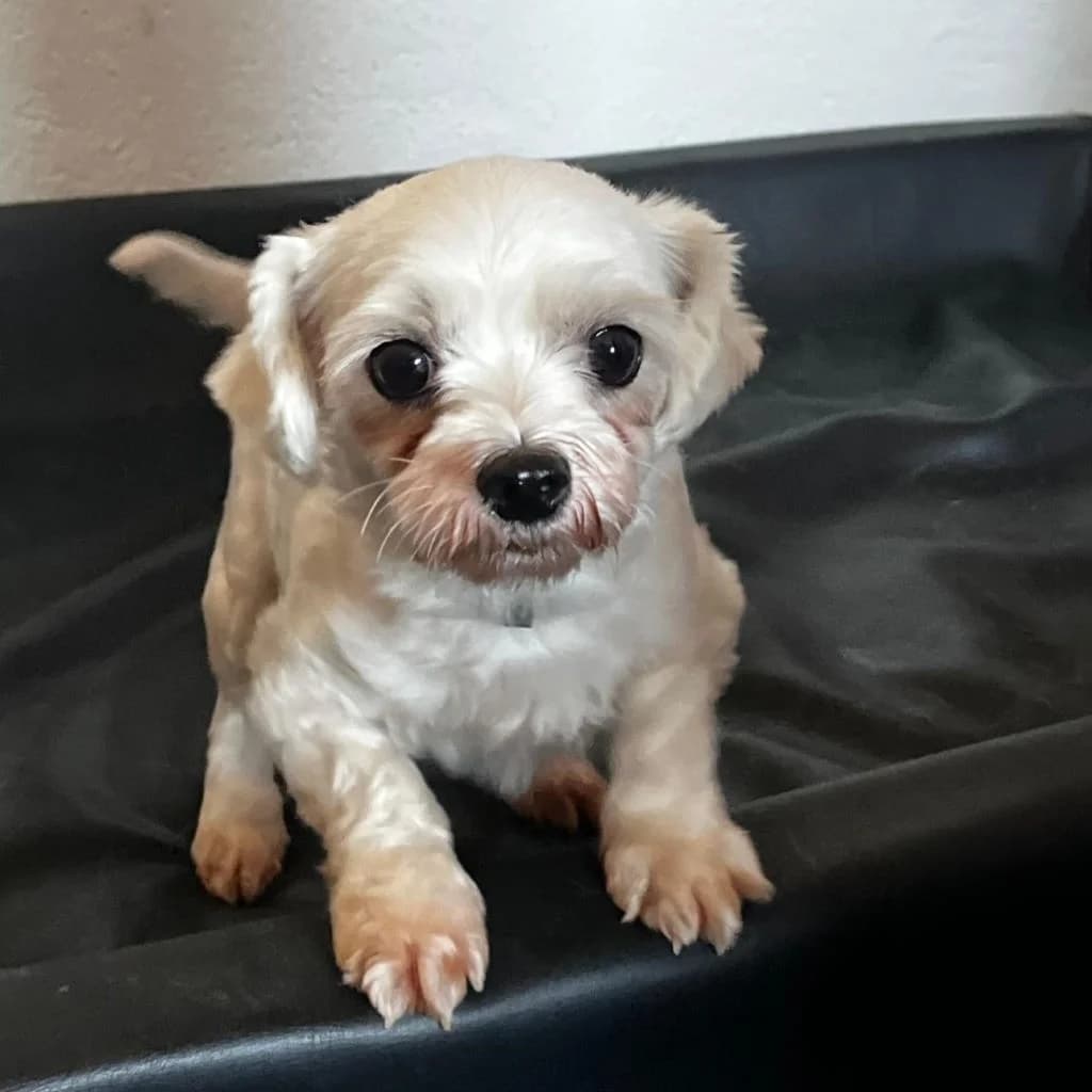 Gina, female 4yo Maltese for adoption at SALVA Hundehilfe e.V.
