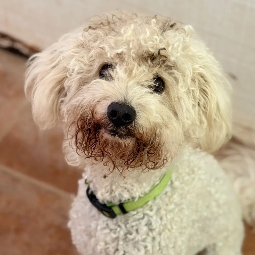 Jonny, male young Poodle for adoption at SALVA Hundehilfe e.V.
