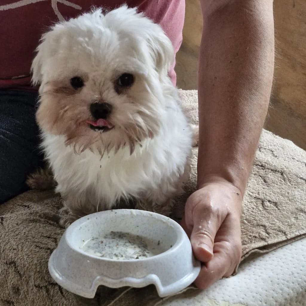 Joy, male 3yo Maltese for adoption at SALVA Hundehilfe e.V.