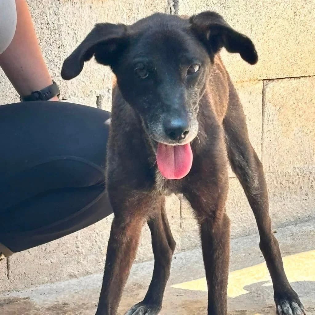 Lola-Mora, female senior Labrador Retriever for adoption at SALVA Hundehilfe e.V.