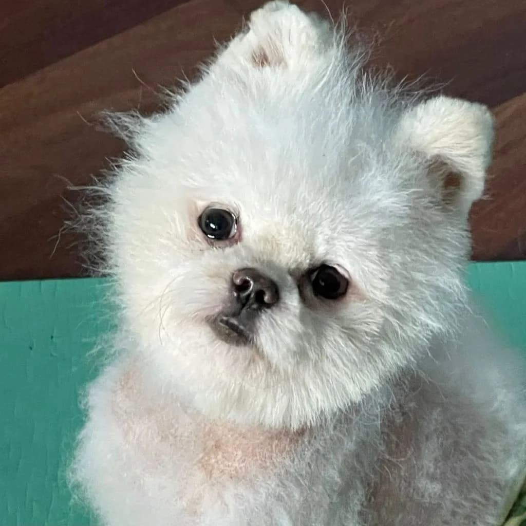 Muñeco, male 4yo Pomeranian for adoption at SALVA Hundehilfe e.V.