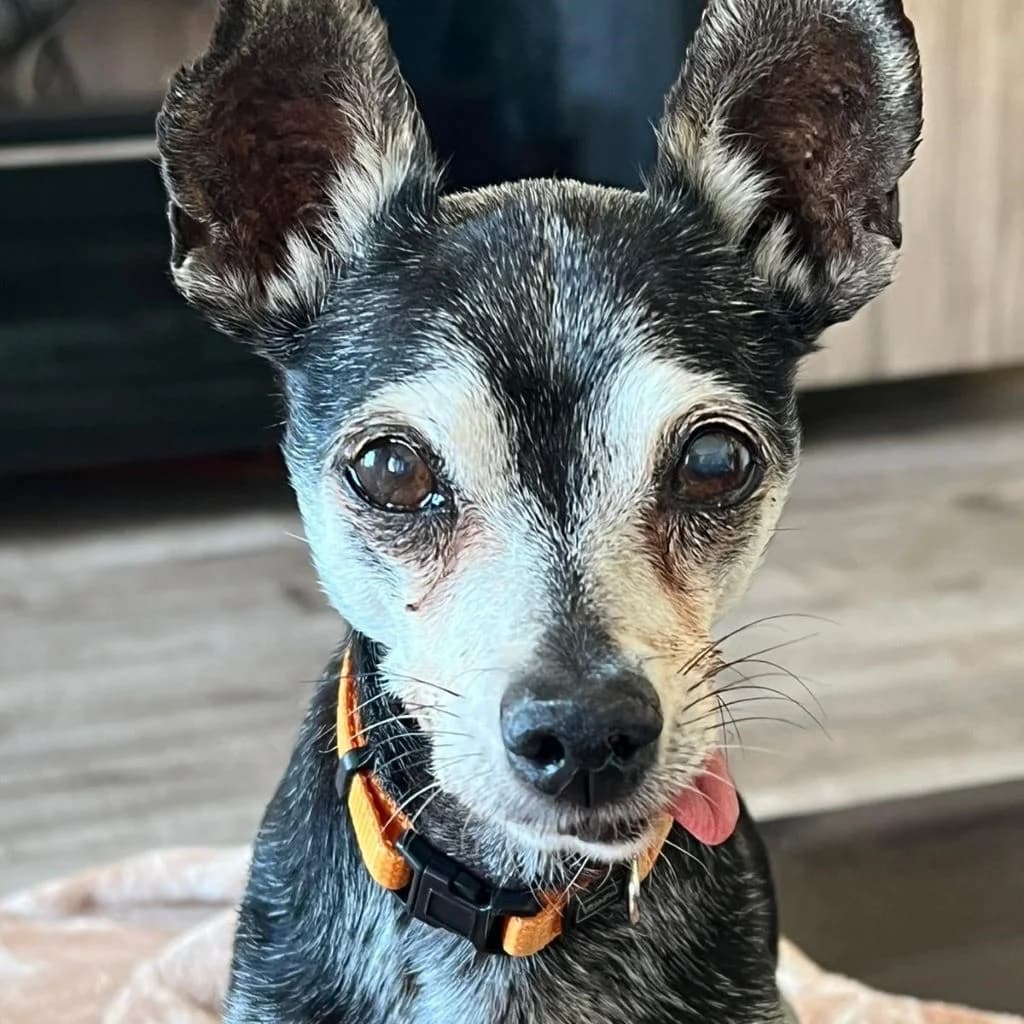 Pulguita, male senior Chihuahua for adoption at SALVA Hundehilfe e.V.