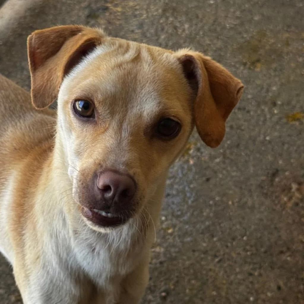 Nescafé, male young Mixed Breed for adoption at SALVA Hundehilfe e.V.