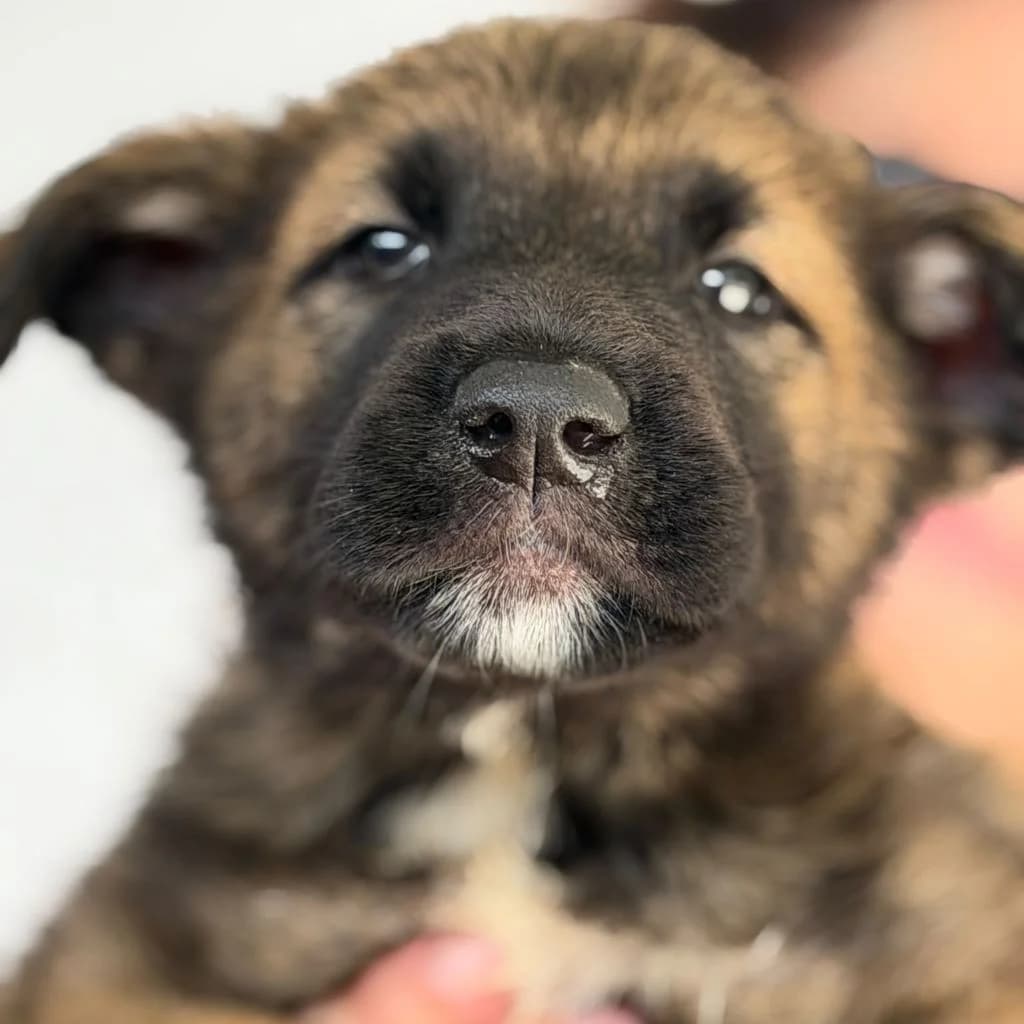 Melon, male puppy Belgian Malinois for adoption at SALVA Hundehilfe e.V.