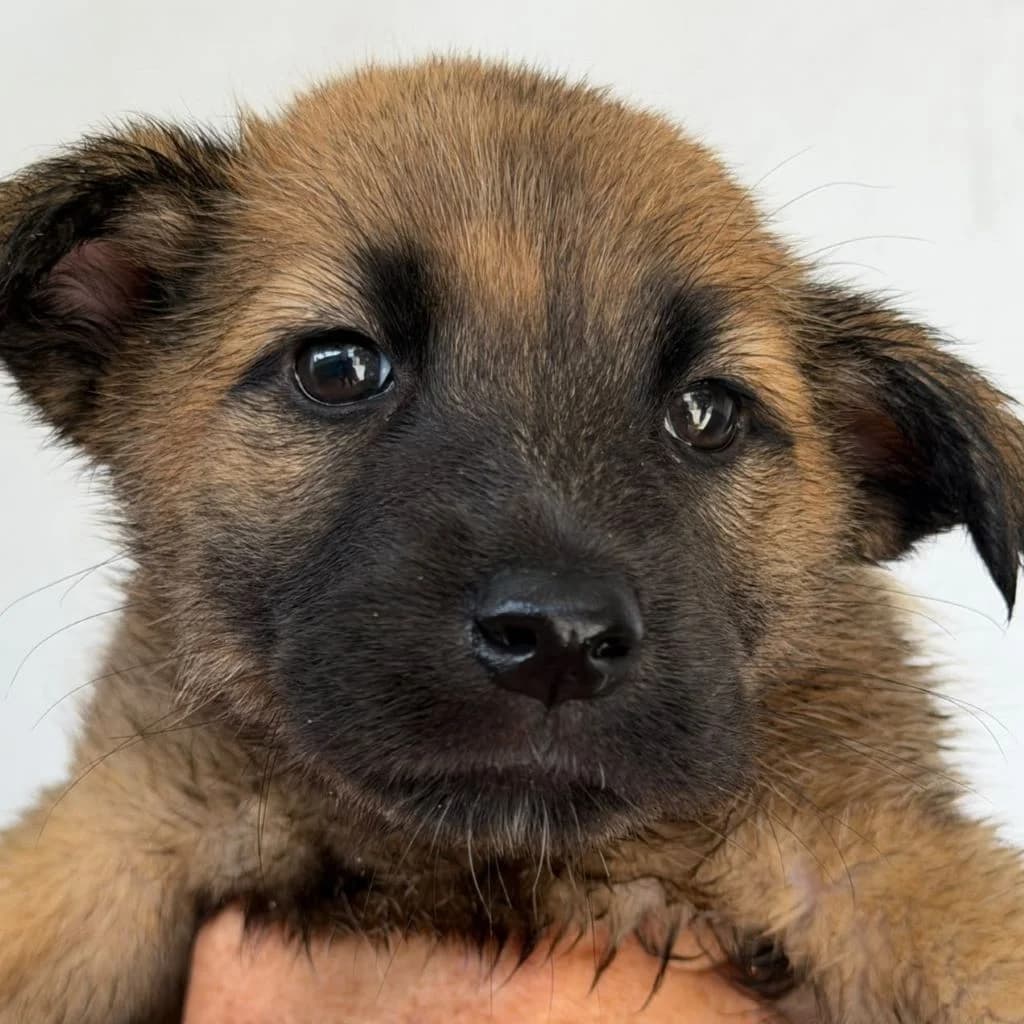 Amora, male puppy Belgian Malinois for adoption at SALVA Hundehilfe e.V.