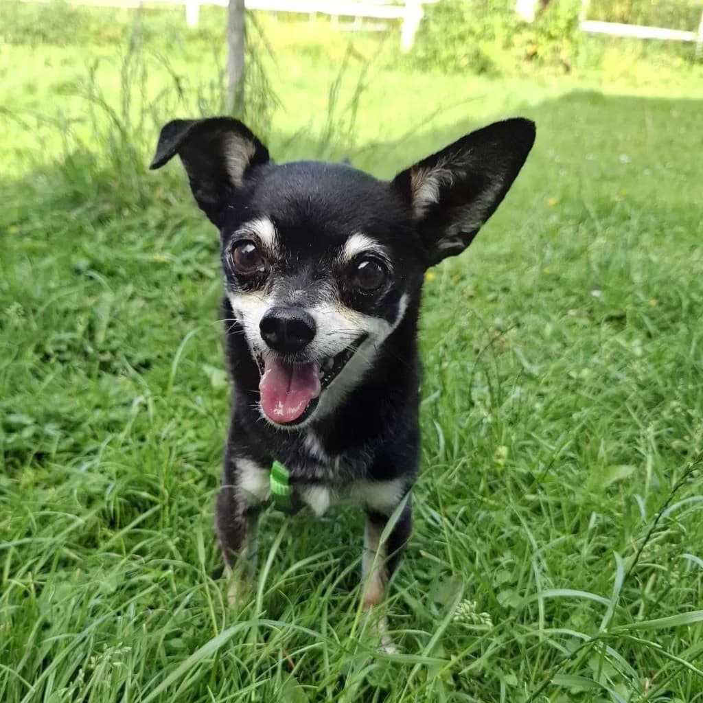 Pingo, male 6yo Chihuahua for adoption at SALVA Hundehilfe e.V.