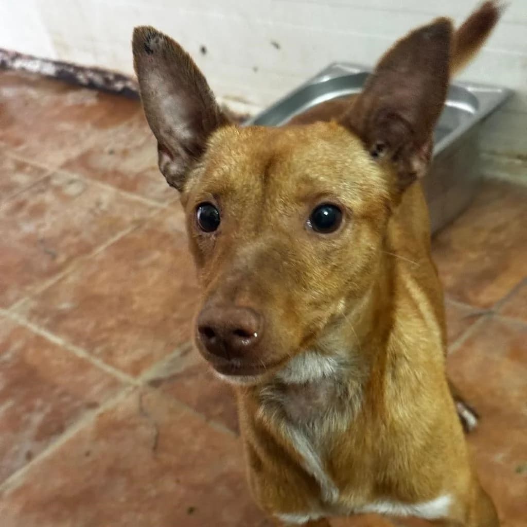 Chuti, male young Podenco for adoption at SALVA Hundehilfe e.V.