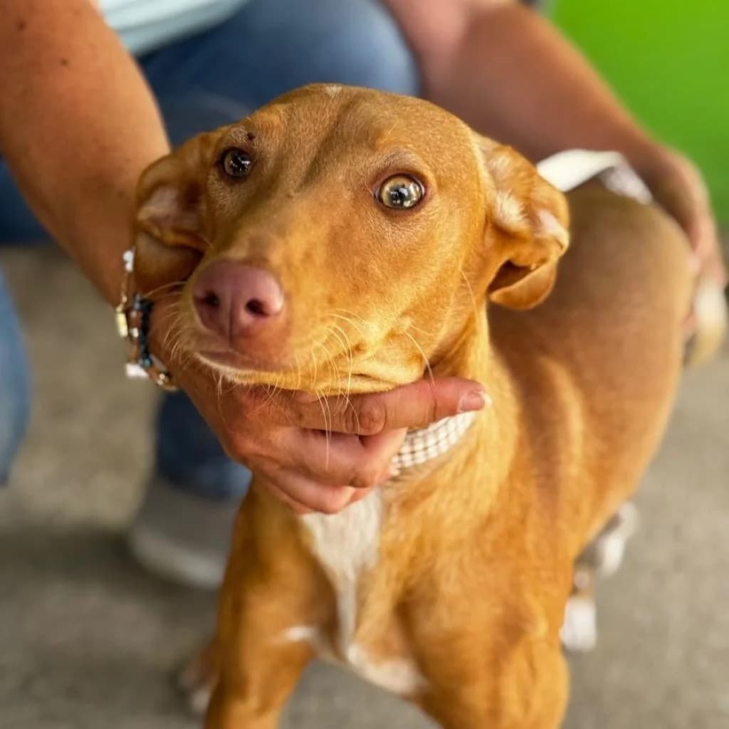 Buffy, female puppy Podenco for adoption at SALVA Hundehilfe e.V.