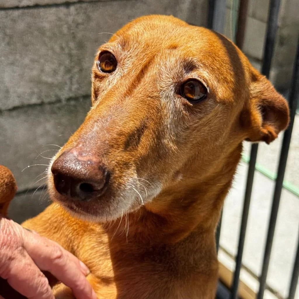 Tinto, female 7yo Podenco for adoption at SALVA Hundehilfe e.V.
