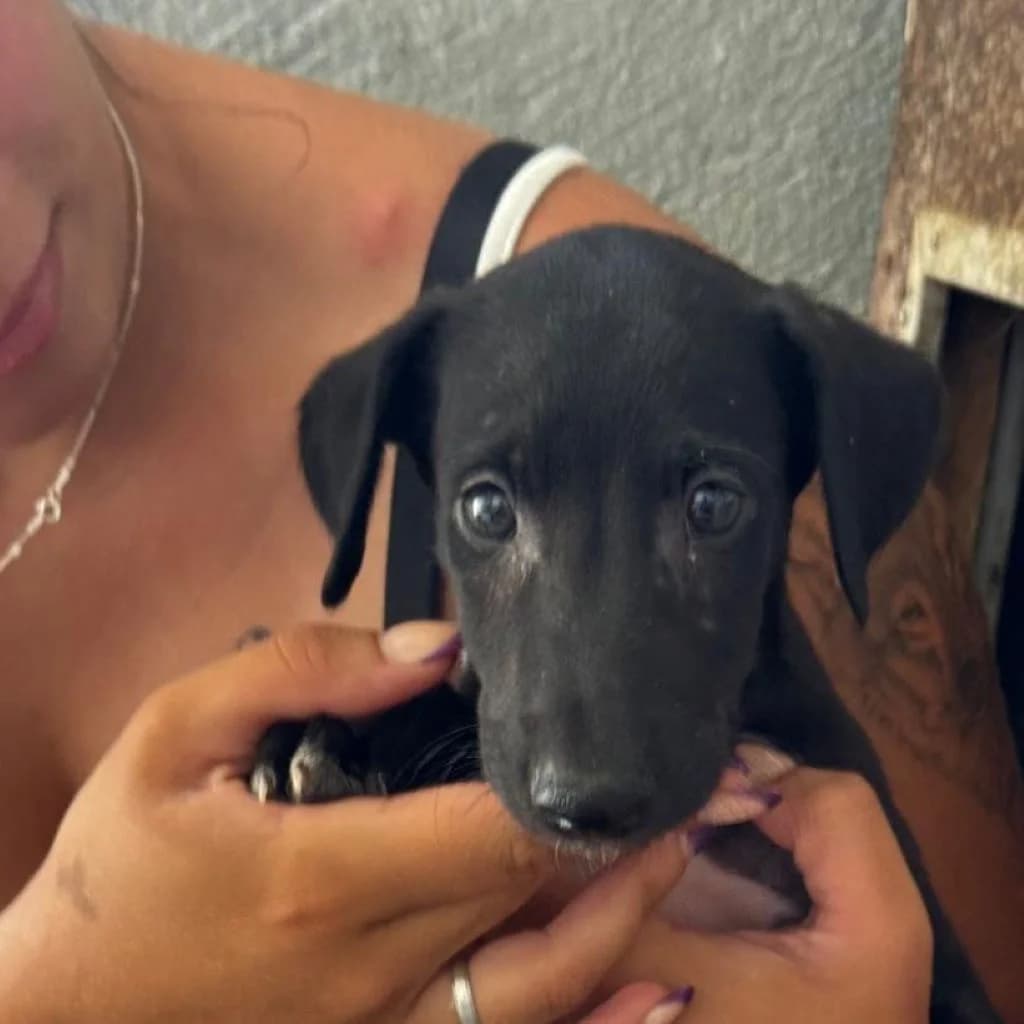 Guido, male puppy Mixed Breed for adoption at SALVA Hundehilfe e.V.
