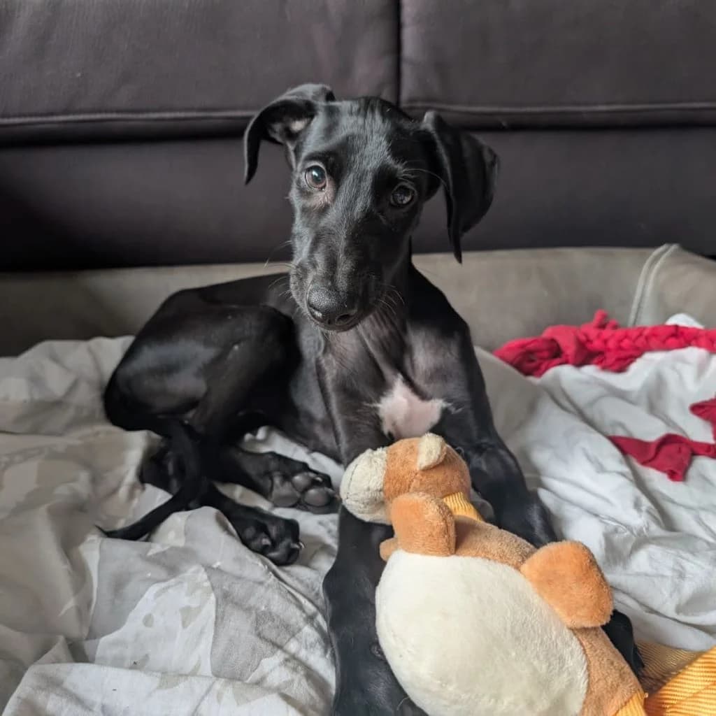 Guido, male puppy Galgo EspaΓ±ol for adoption at SALVA Hundehilfe e.V.