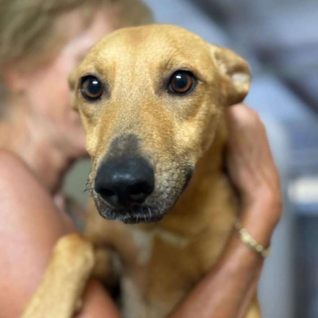 Lucrecia, female young Podenco for adoption at SALVA Hundehilfe e.V.