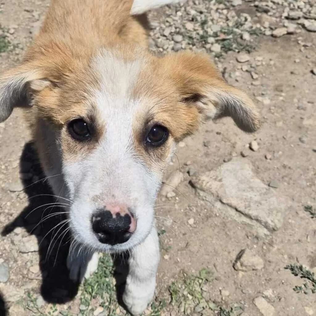 Sami, male puppy Mixed Breed for adoption at SALVA Hundehilfe e.V.