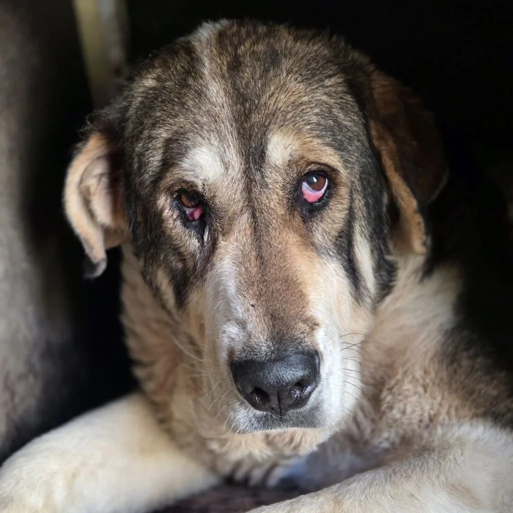 Pablito, male 7yo mixed breed for adoption at SALVA Hundehilfe e.V.
