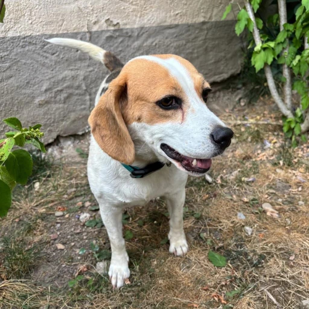 Killa, female 5yo Beagle for adoption at SALVA Hundehilfe e.V.