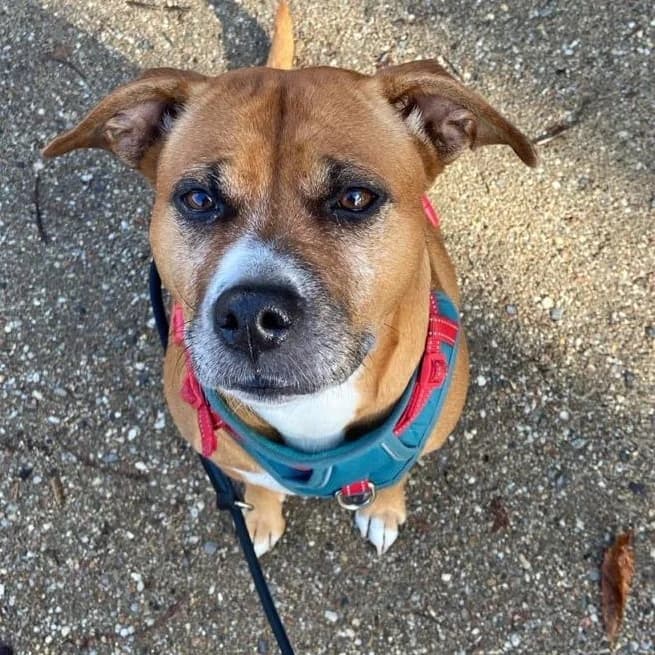 Ruby, female 6yo Mixed Breed for adoption at SALVA Hundehilfe e.V.