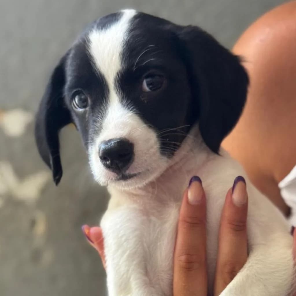 Marshall, male puppy Mixed Breed for adoption at SALVA Hundehilfe e.V.