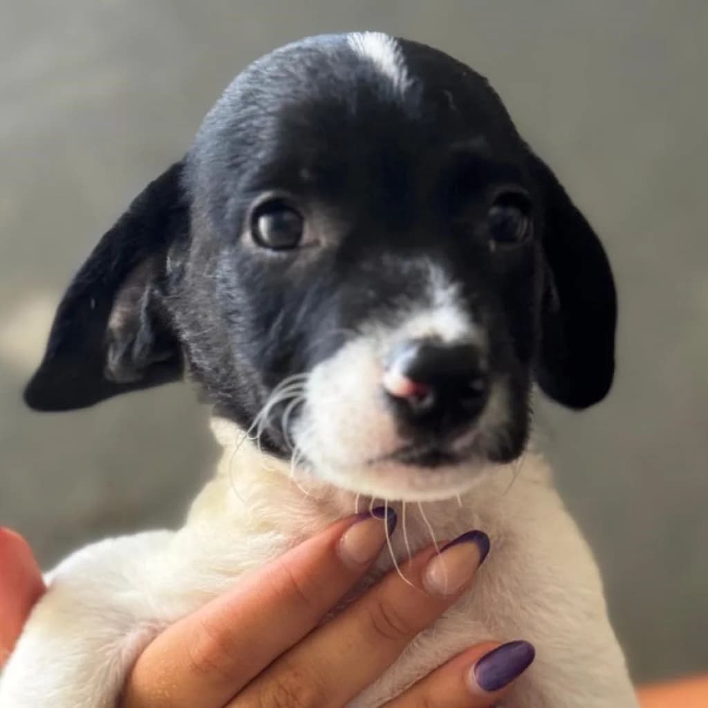 Matrix, male puppy Mixed Breed for adoption at SALVA Hundehilfe e.V.