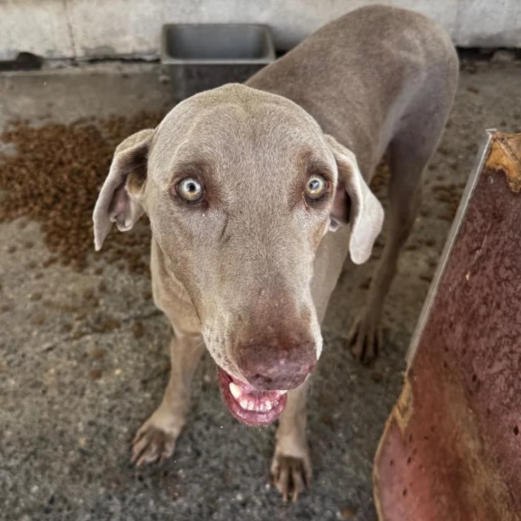 Niebla, female senior Weimaraner for adoption at SALVA Hundehilfe e.V.
