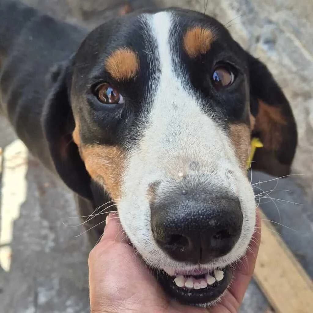 Grace, female 4yo Mixed Breed for adoption at SALVA Hundehilfe e.V.