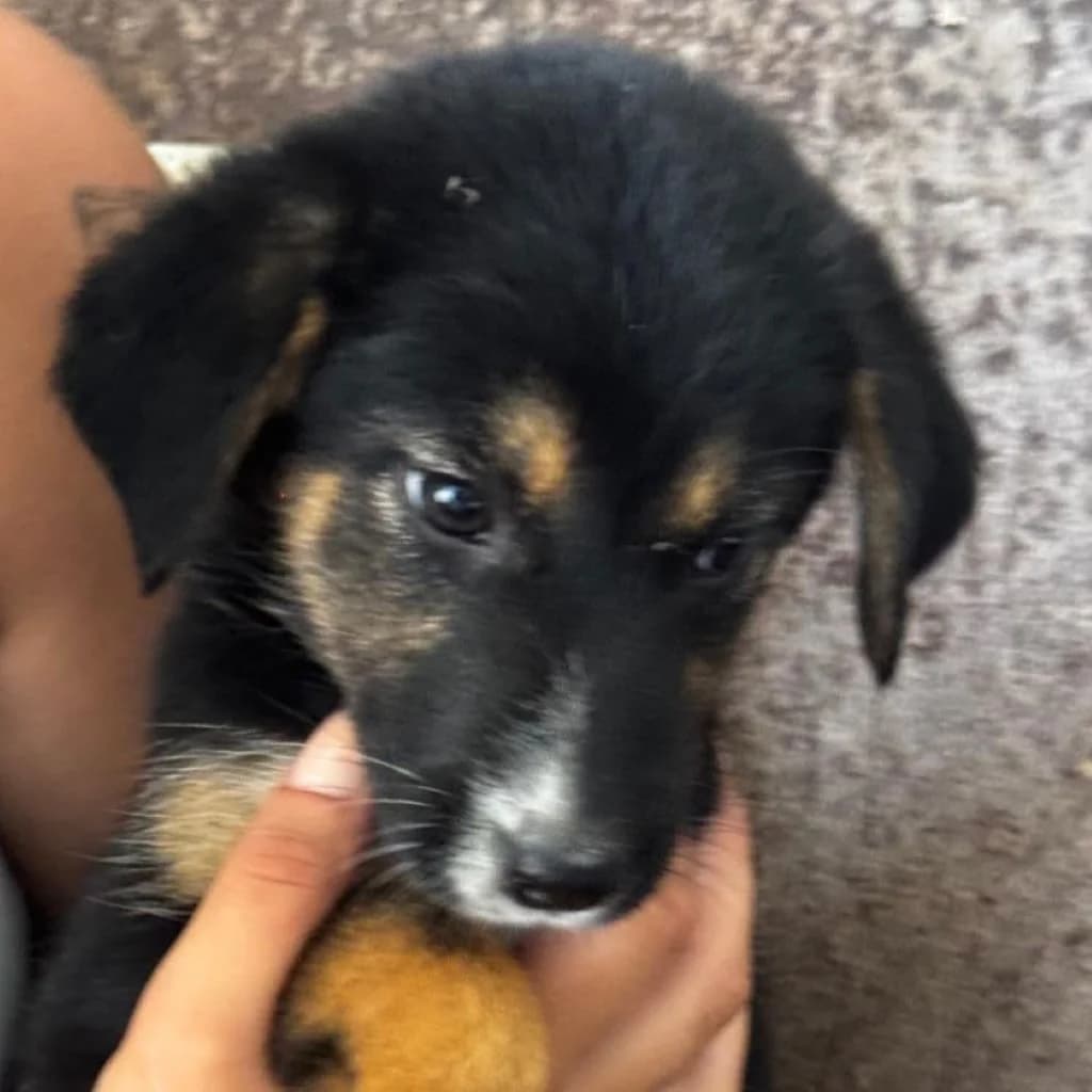 Emma, female puppy Mixed Breed for adoption at SALVA Hundehilfe e.V.