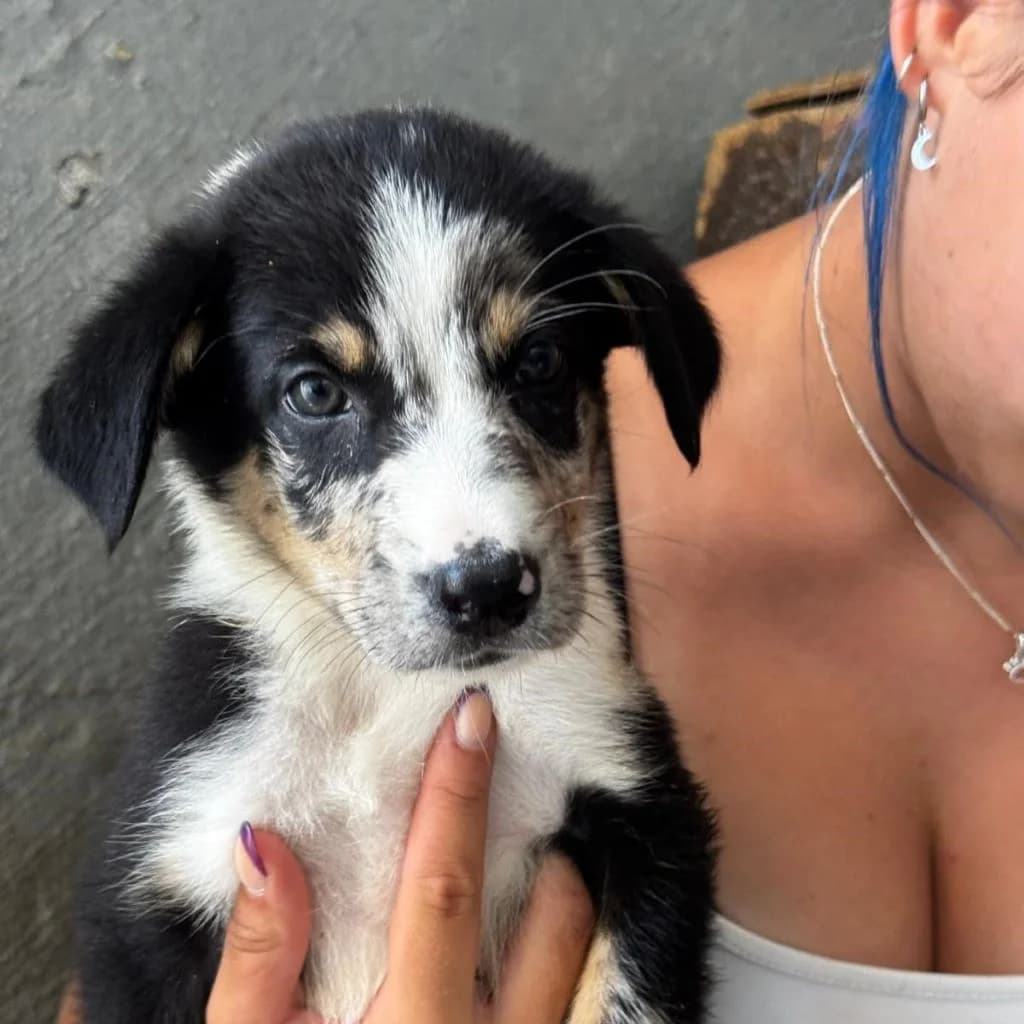 Emmelt, male puppy Border Collie for adoption at SALVA Hundehilfe e.V.