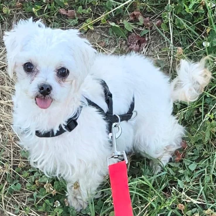 Vicky, female 5yo Maltese for adoption at SALVA Hundehilfe e.V.