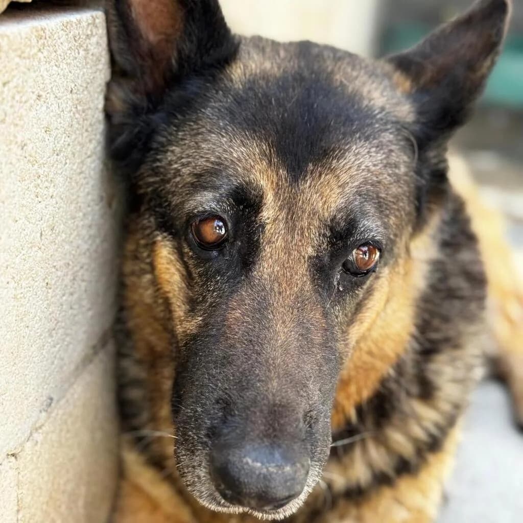 Adela, female senior German Shepherd for adoption at SALVA Hundehilfe e.V.