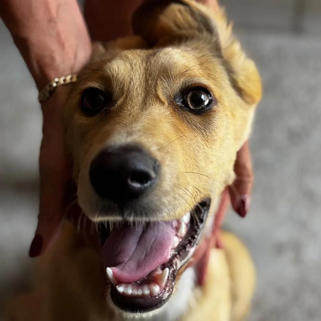 Jasmine, female Mixed Breed for adoption at SALVA Hundehilfe e.V.