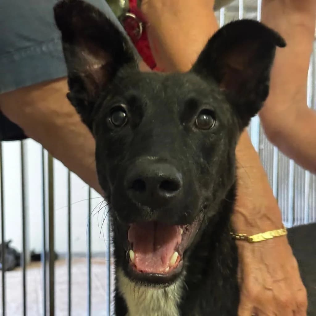 Oreo, male young Mixed Breed for adoption at SALVA Hundehilfe e.V.