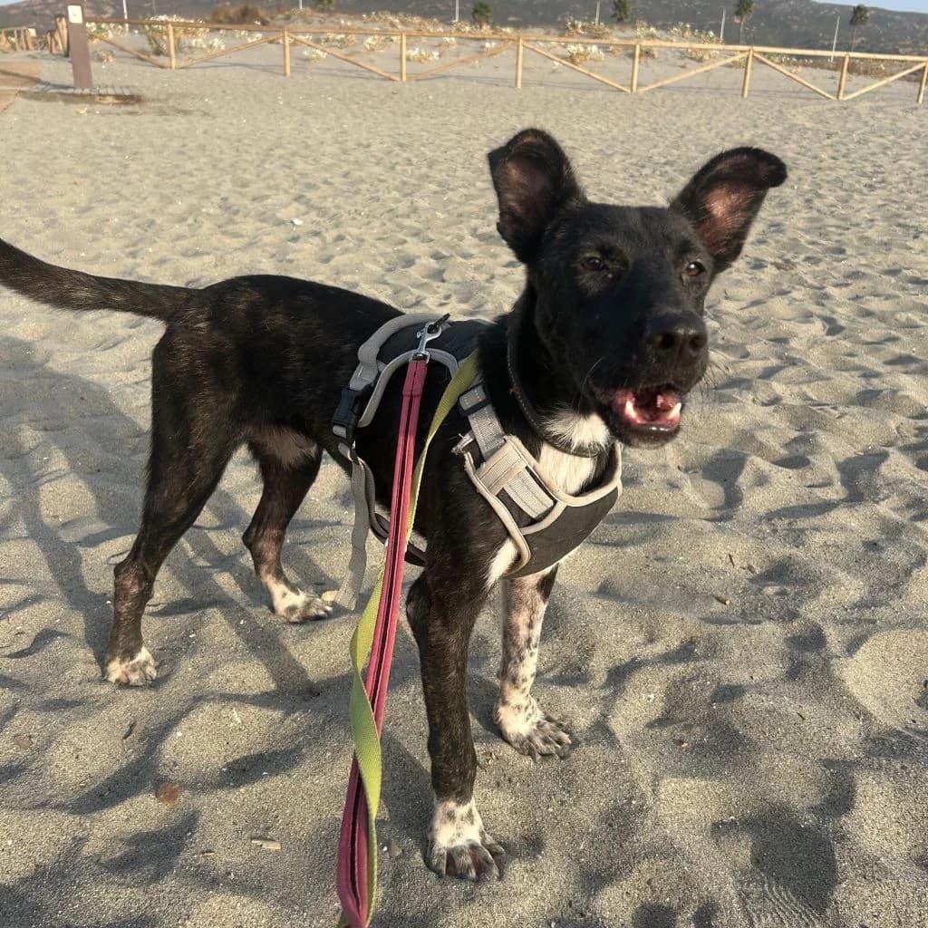 Oreo, male young Mixed Breed for adoption at SALVA Hundehilfe e.V.