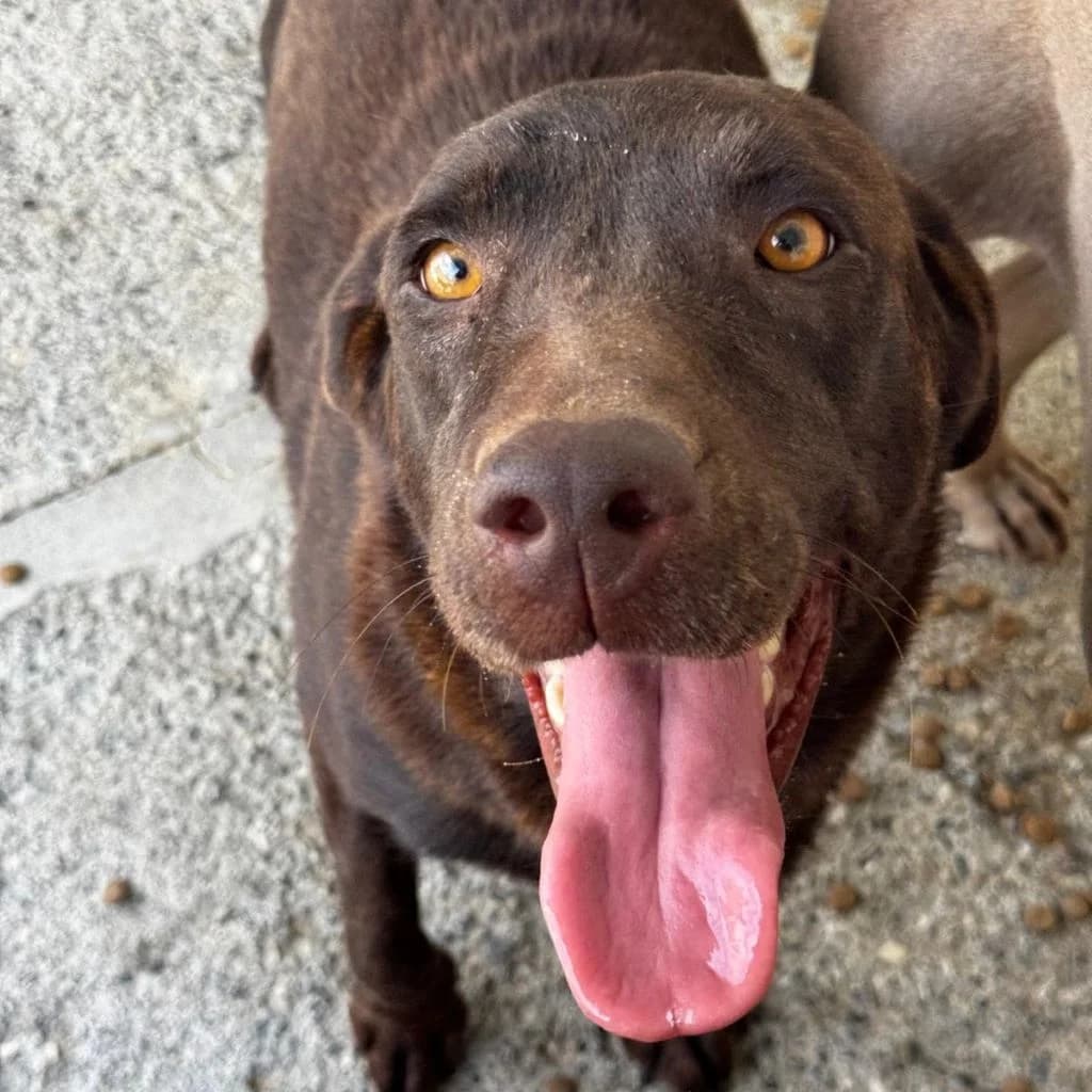 Nela, female 3yo Labrador Retriever for adoption at SALVA Hundehilfe e.V.