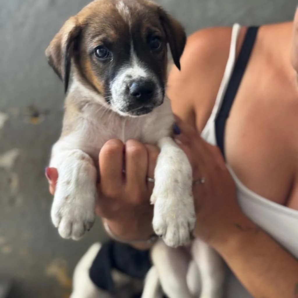 Orlando, male puppy Mixed Breed for adoption at SALVA Hundehilfe e.V.