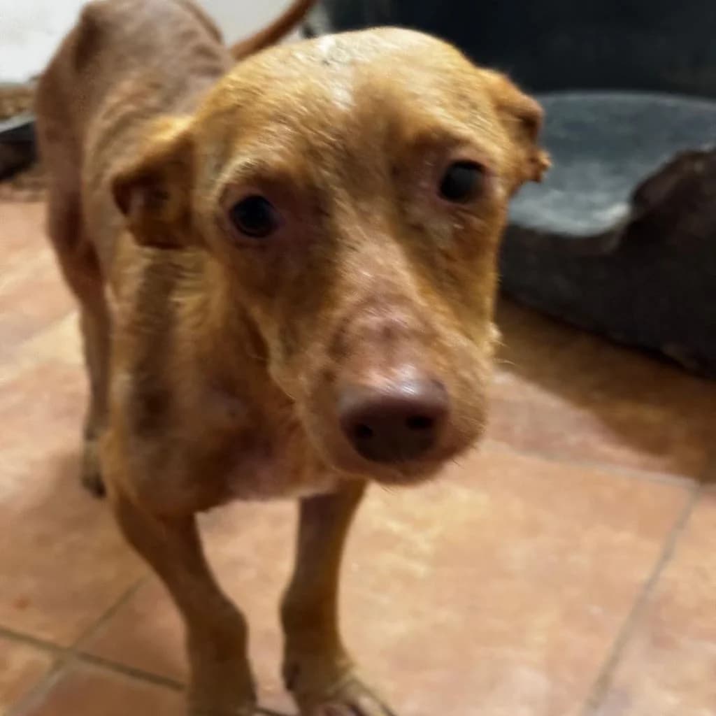 Brendan, male young Podenco for adoption at SALVA Hundehilfe e.V.