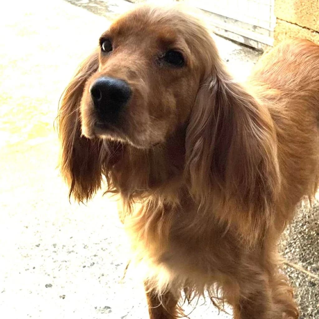 Mosca, female 4yo Cocker Spaniel for adoption at SALVA Hundehilfe e.V.