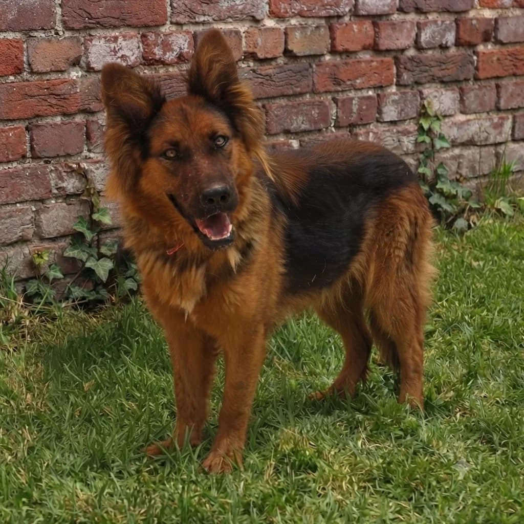 Lisa, female young German Shepherd for adoption at SALVA Hundehilfe e.V.