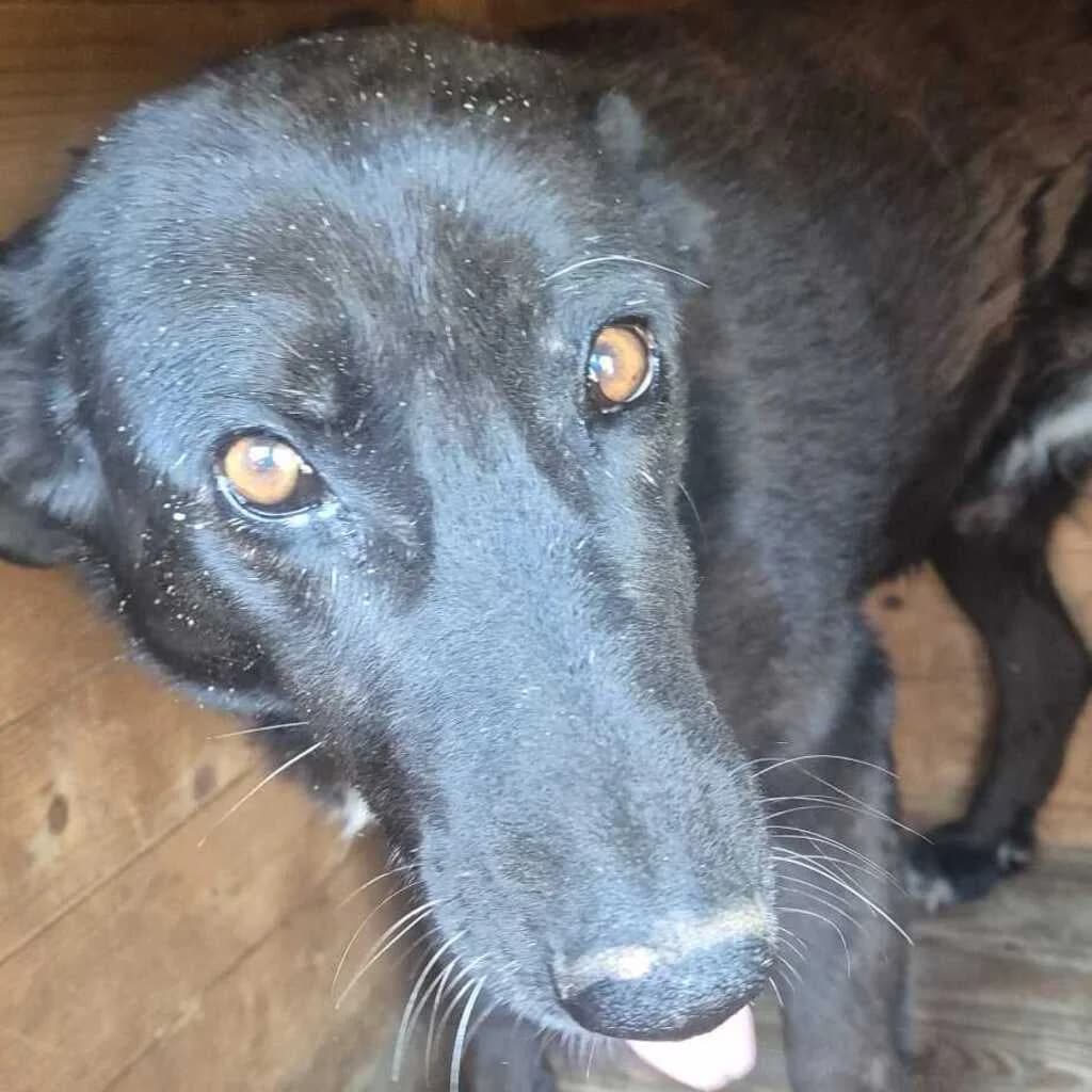 Phoebe, female senior Mixed Breed for adoption at SALVA Hundehilfe e.V.
