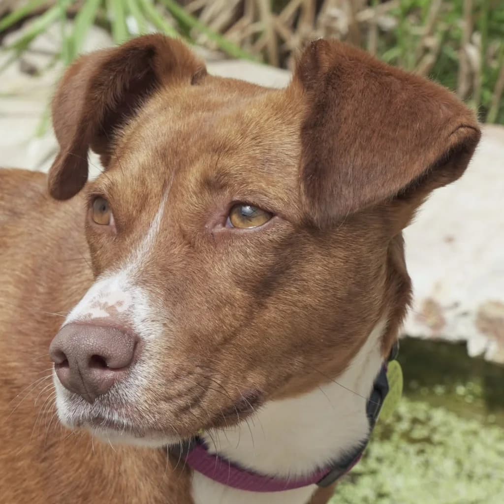 Suki, female 3yo Podenco for adoption at SALVA Hundehilfe e.V.